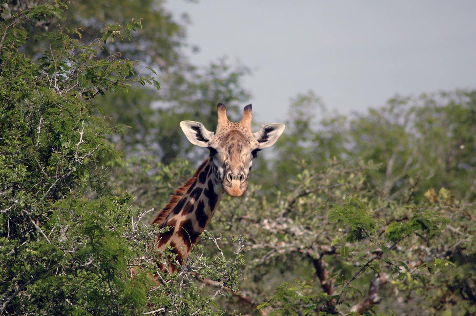 Rwanda landscapes slideshow image 2
