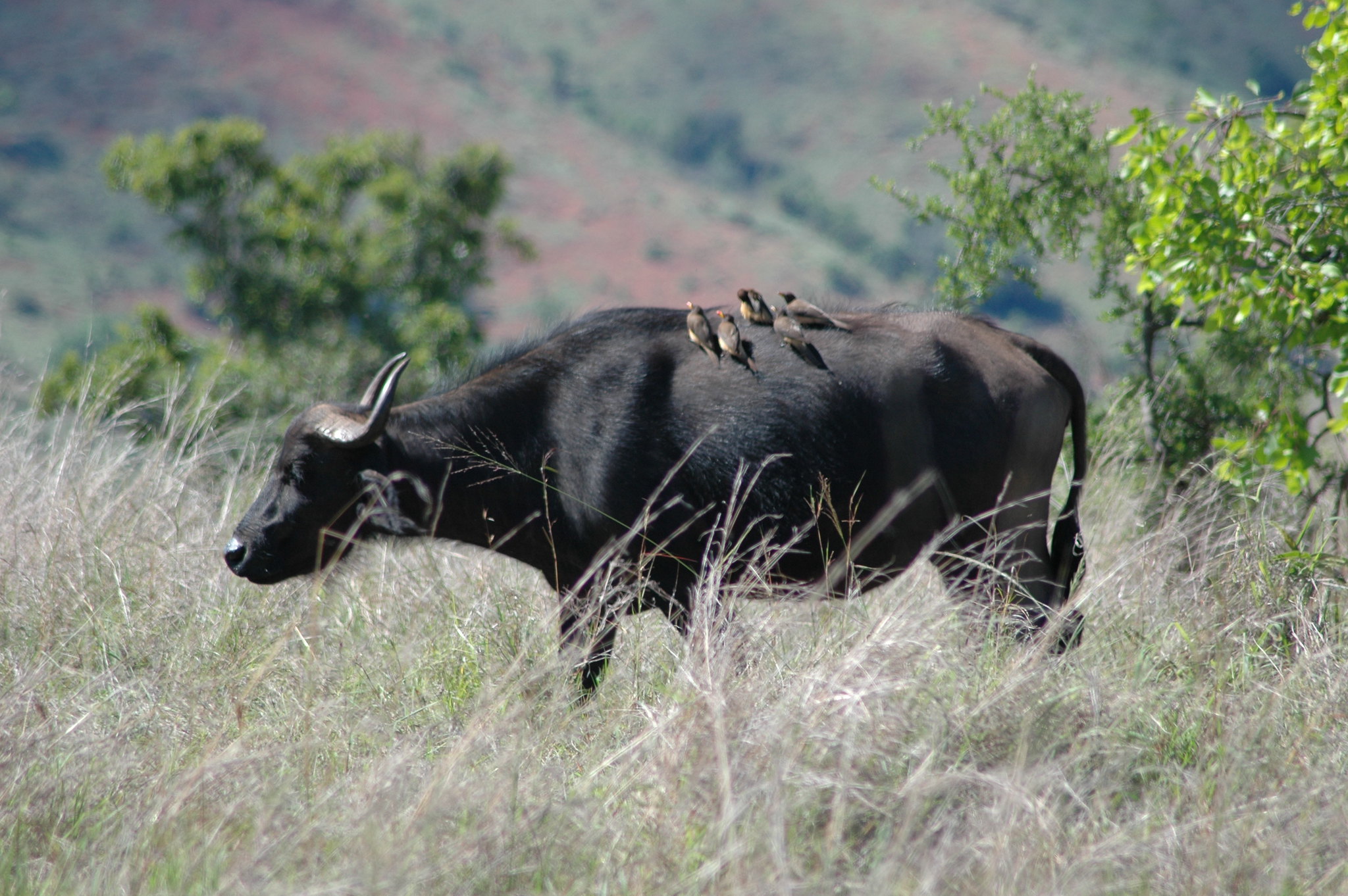 Rwanda landscapes slideshow image 3