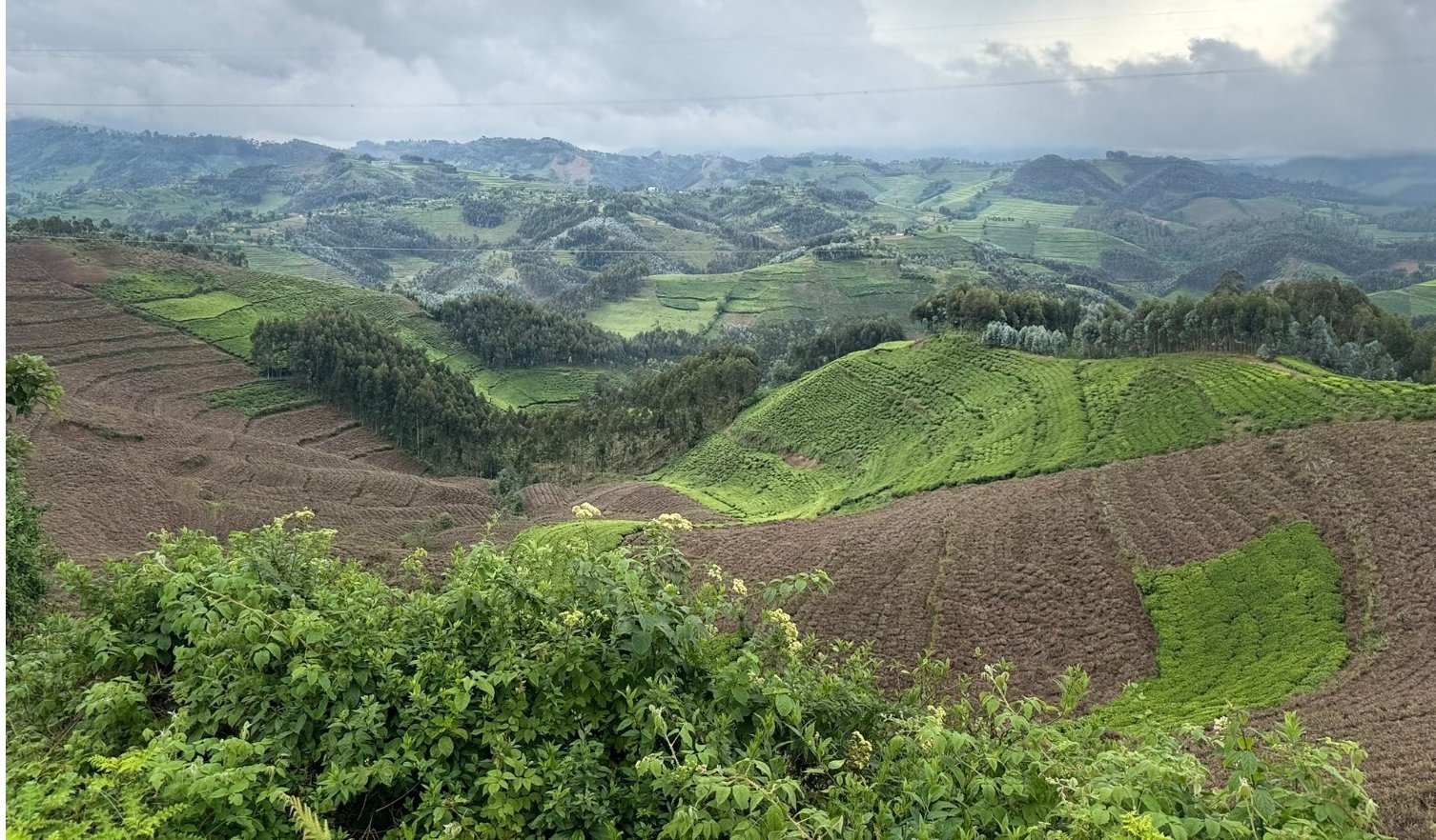 Top destination: Rutsiro  (Park & Tea plantation) in Rwanda